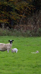 &amp;amp;amp;amp;amp;quot;Herfstlammetjes&amp;amp;amp;amp;amp;quot;. (geüpload door Maria)